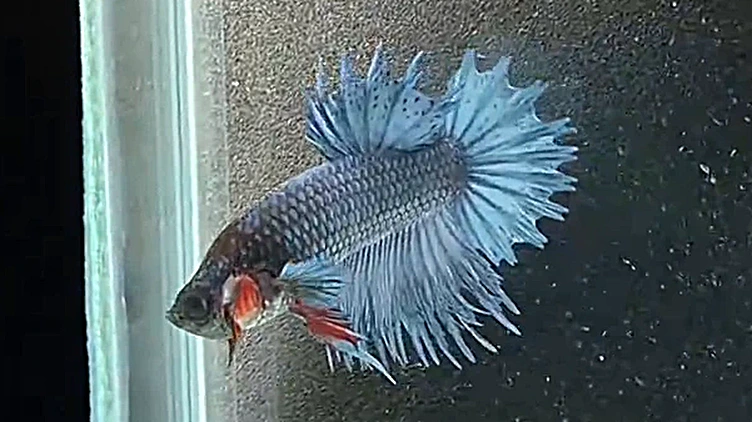 Lote 1461
