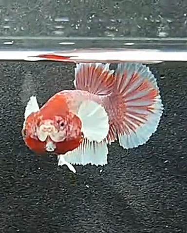 Lote 1487